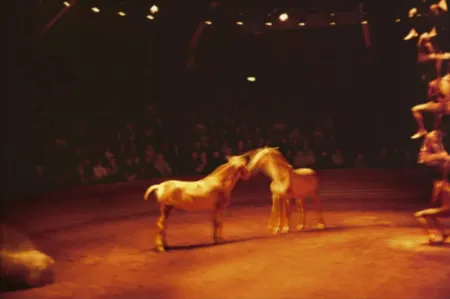 Multiplo Goldin - Triptyk, Zingaro Equestrian Theater, Paris
