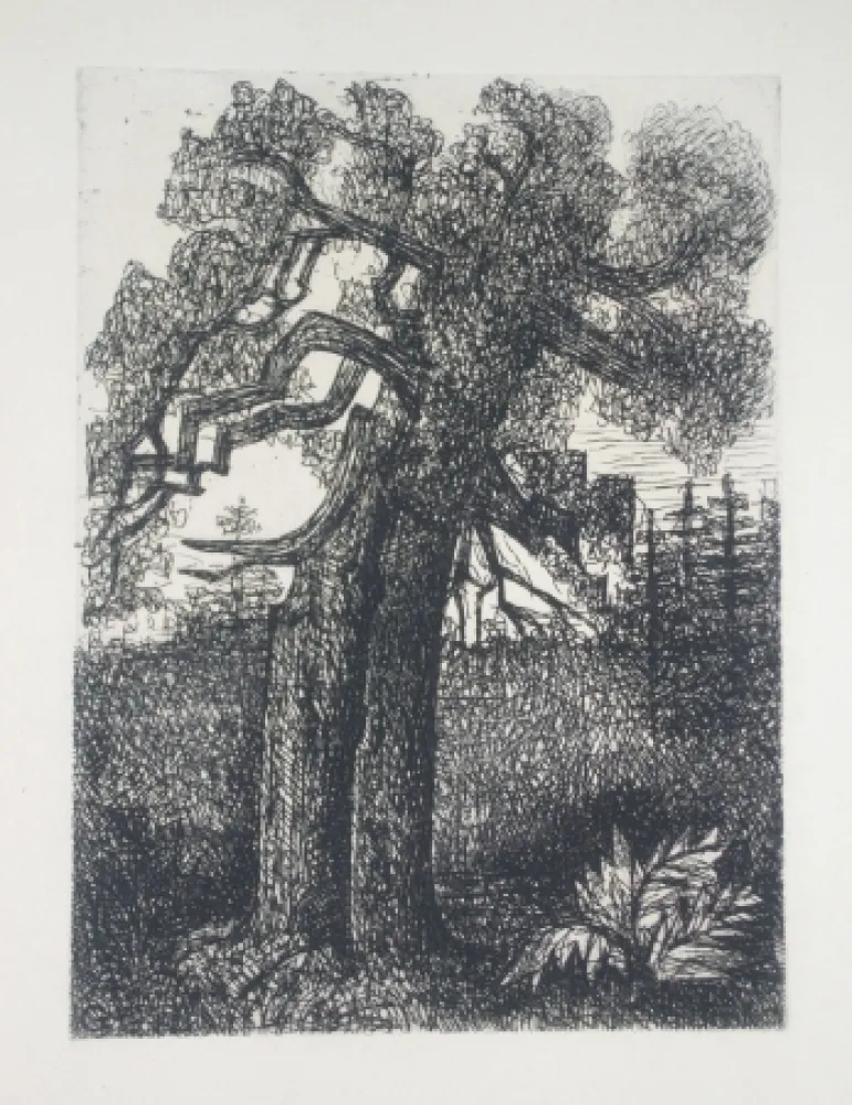 Punta Secca Gromaire - Le chêne