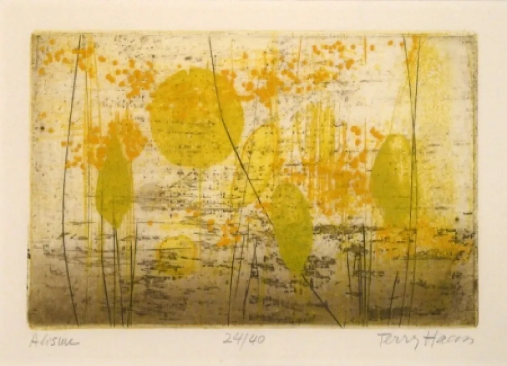 Incisione Haass - Alisme