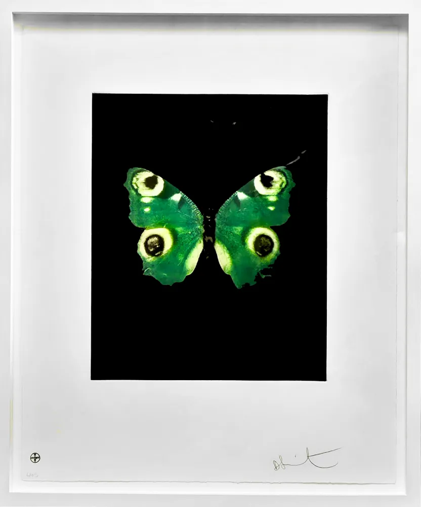 Non Tecnico Hirst -  Fate - from the Butterflies portfolio, 2009 