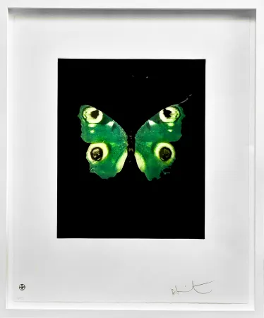 Non Tecnico Hirst -  Fate - from the Butterflies portfolio, 2009 