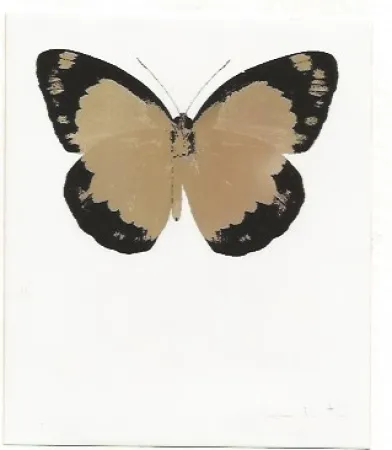 Non Tecnico Hirst - Long Life Purple African Gold Imperial Purple Skull