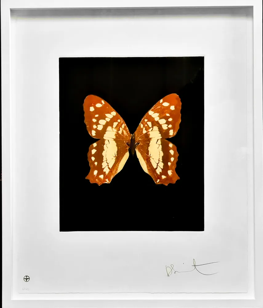 Acquaforte E Acquatinta Hirst - Regeneration - from the Butterflies portfolio, 2009 