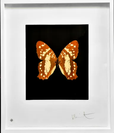 Acquaforte E Acquatinta Hirst - Regeneration - from the Butterflies portfolio, 2009 