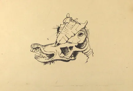 Litografia Hofer - Pferdeschädel / Horse Skull