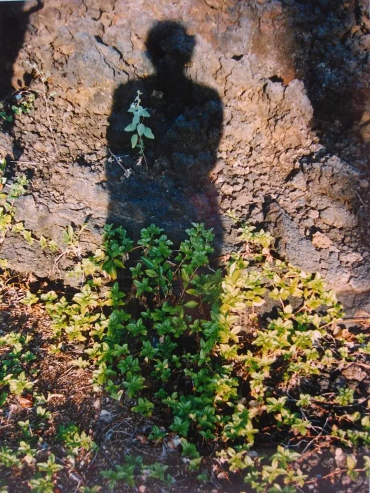 Non Tecnico Jacobs - Shadows II