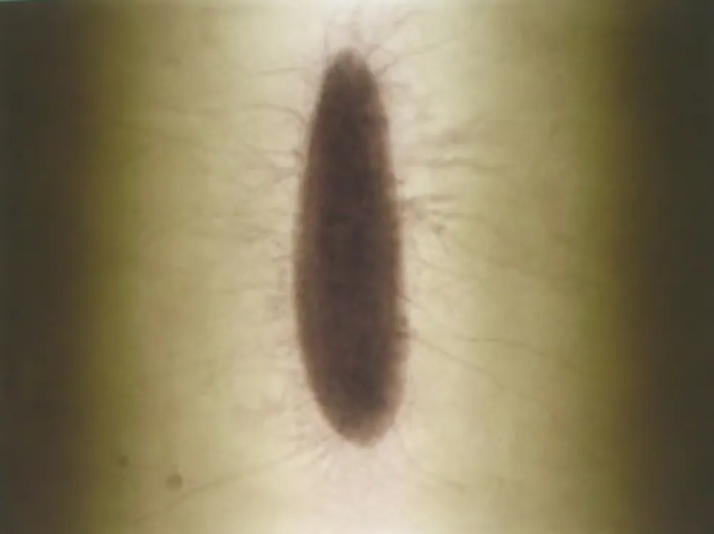 Incisione Kapoor - Untitled 02