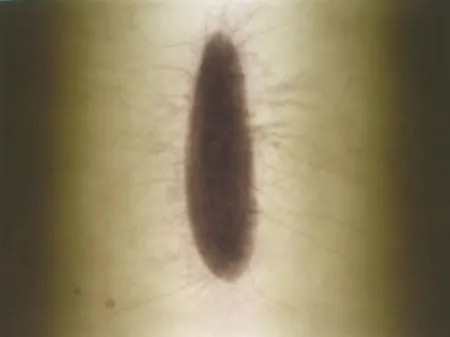 Incisione Kapoor - Untitled 02