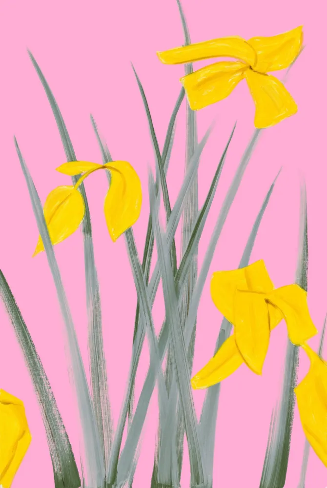 Non Tecnico Katz - Yellow Flags 3