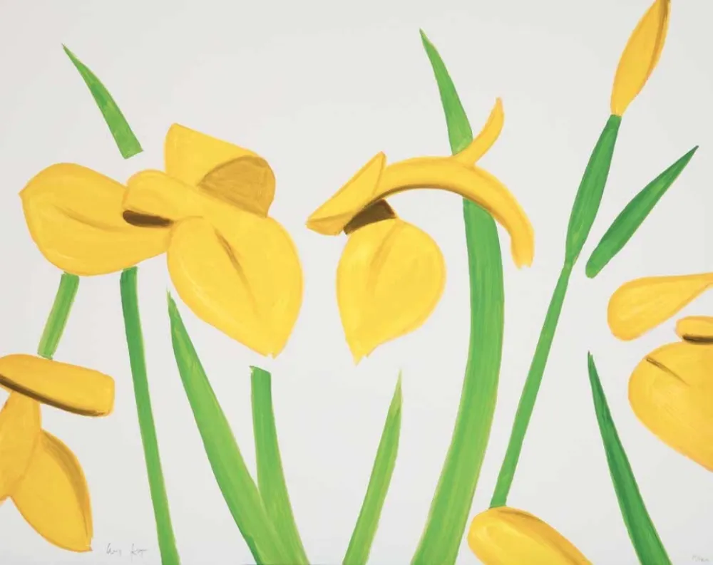 Non Tecnico Katz - Yellow Flags on White