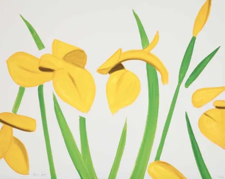 Non Tecnico Katz - Yellow Flags on White