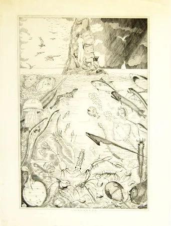 Incisione Laboureur - Andomède