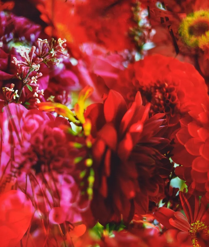 Fotografie Lafontaine - Paradise Lost I