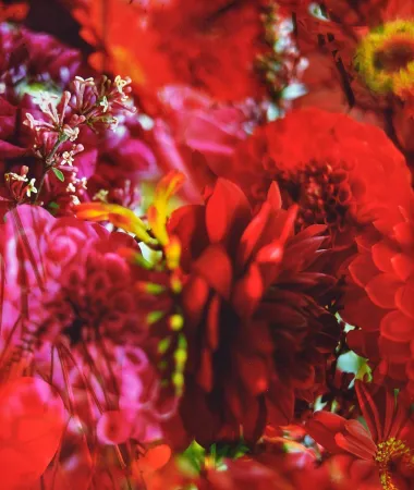 Fotografie Lafontaine - Paradise Lost I