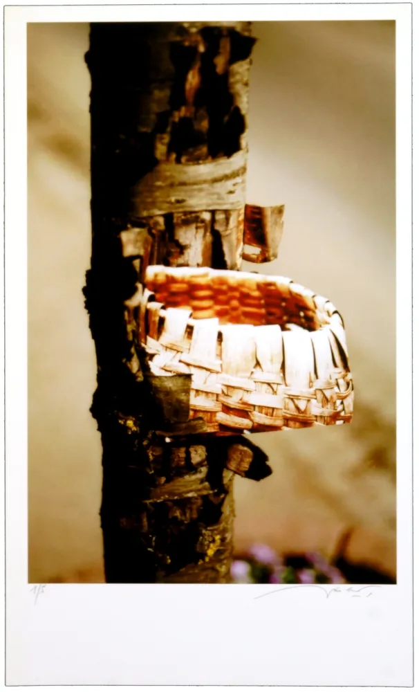 Grafica Numerica Leick - Greffes et greffons VIII