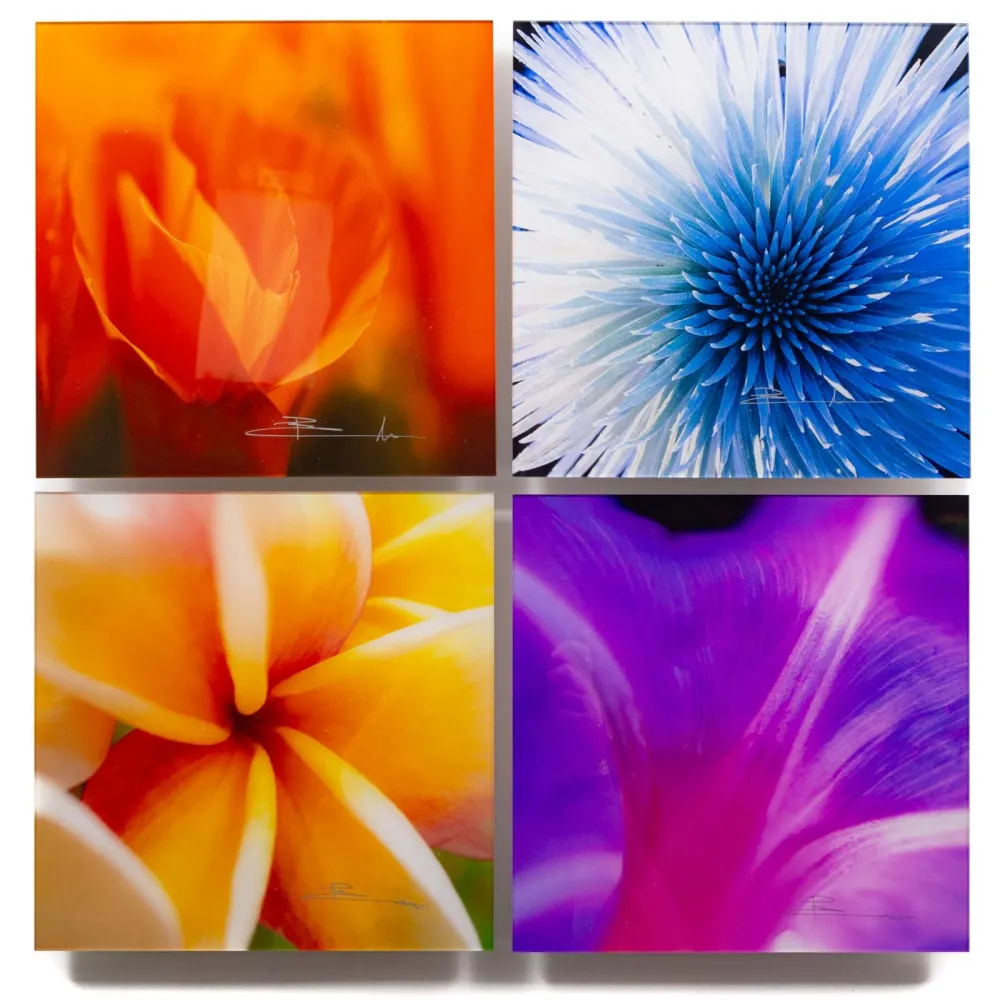 Fotografie Lik - Flowers of Paradise