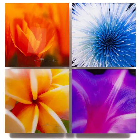 Fotografie Lik - Flowers of Paradise