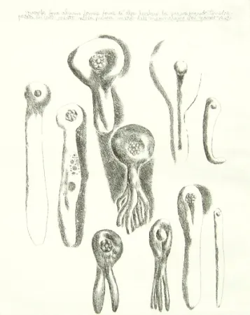 Incisione Lionni - Senza titolo