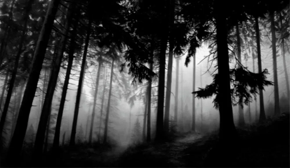 Multiplo Longo - Fairmount Forest