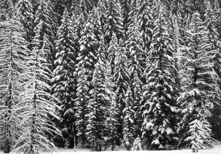 Multiplo Longo - White Snow Trees of the Black Forest