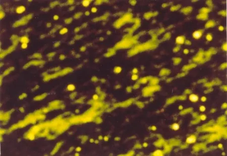 Libro Illustrato Luscher - Il sole in abisso