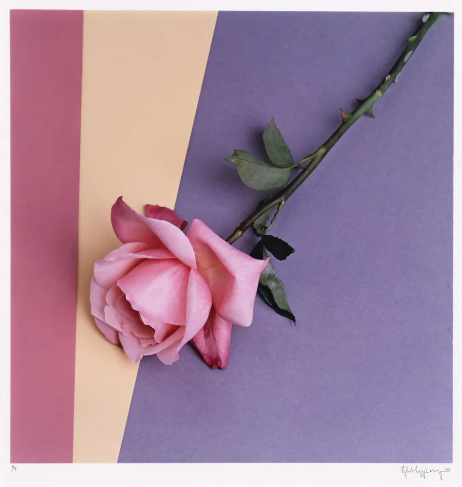 Fotografie Mapplethorpe - Rose