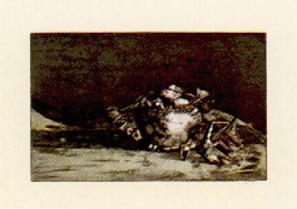 Incisione Muñoz - LLM-4