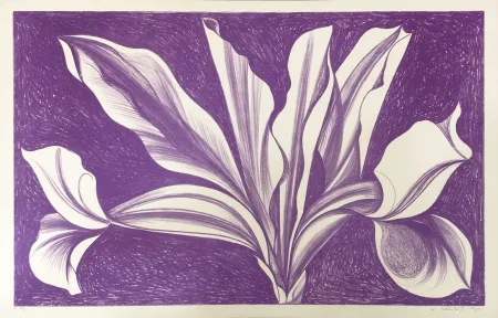 Rilievo Nesbitt - IRIS