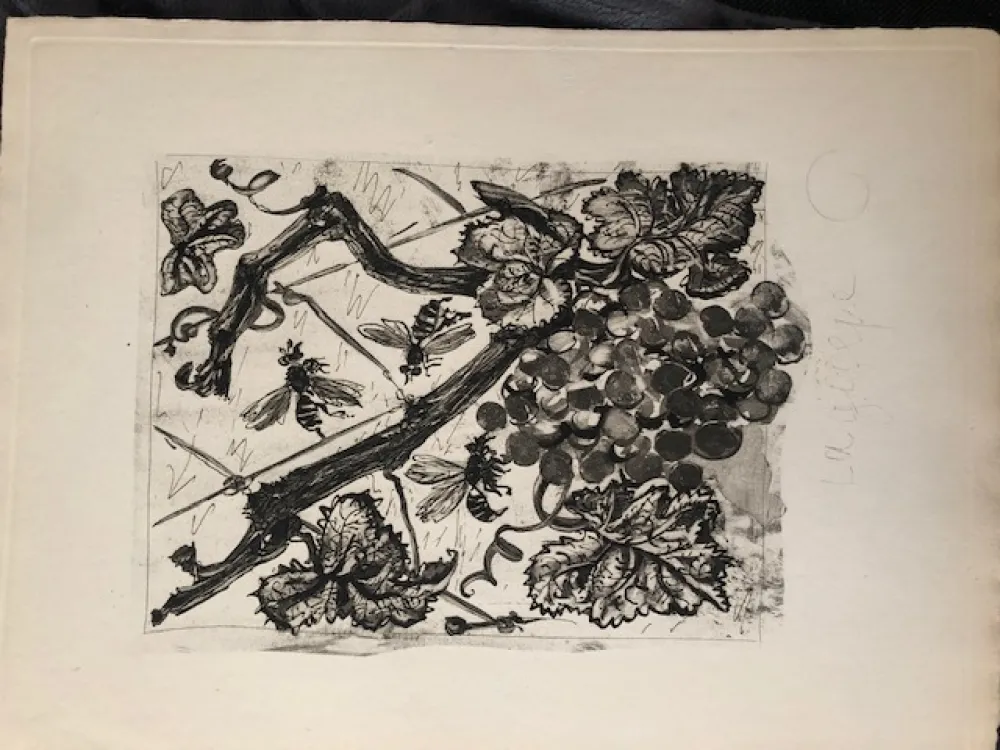 Acquatinta Picasso - La guêpe