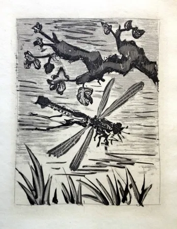 Acquaforte E Acquatinta Picasso - LA LIBELLULE