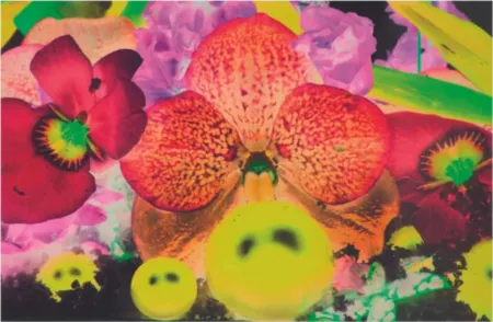 Multiplo Quinn - Sepas Mous