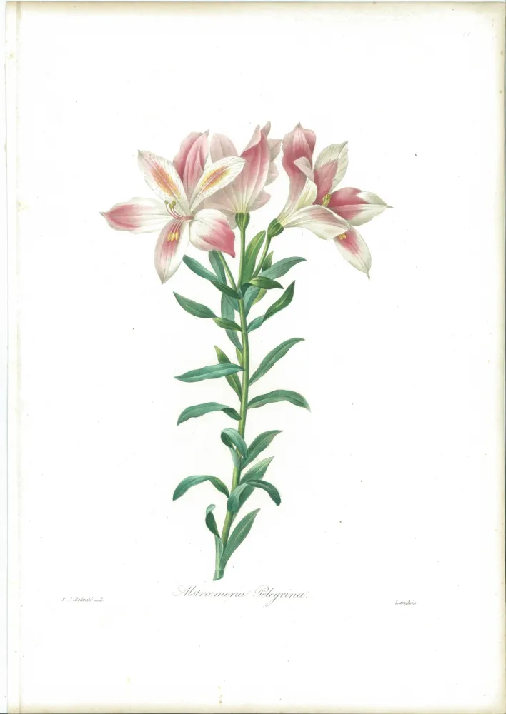 Acquaforte Redouté - Alstroemeria Pelegrina
