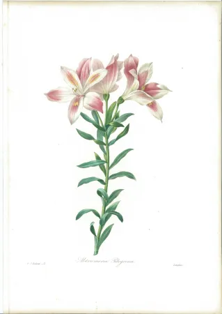 Acquaforte Redouté - Alstroemeria Pelegrina