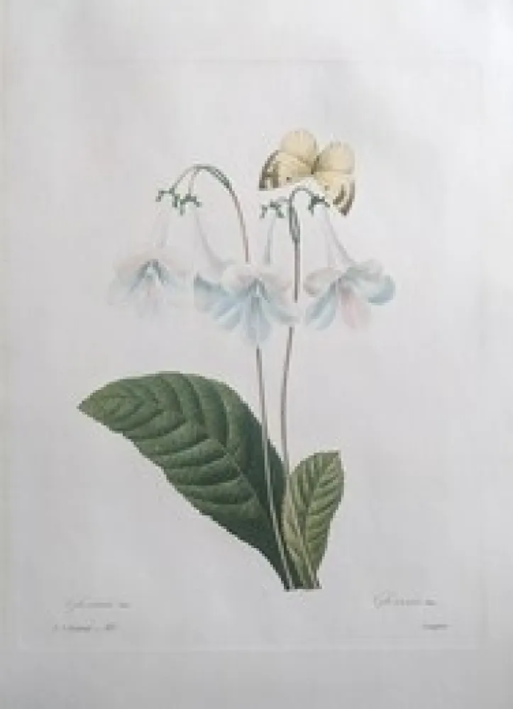 Acquaforte Redouté - Gloxinie / Gloxinis