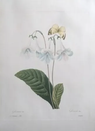 Acquaforte Redouté - Gloxinie / Gloxinis