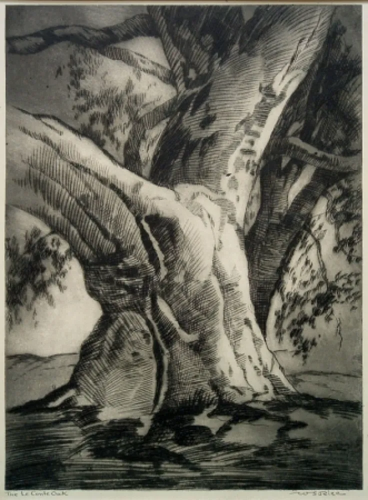 Punta Secca Rice - The Le Conte Oak