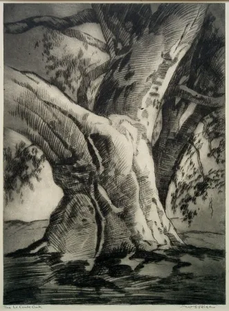 Punta Secca Rice - The Le Conte Oak