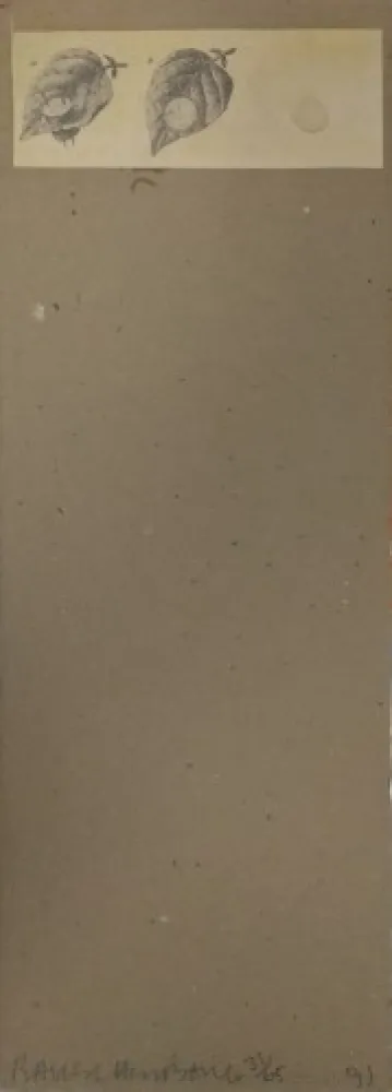 Multiplo Robert - Shirtboards Morocco, Italy