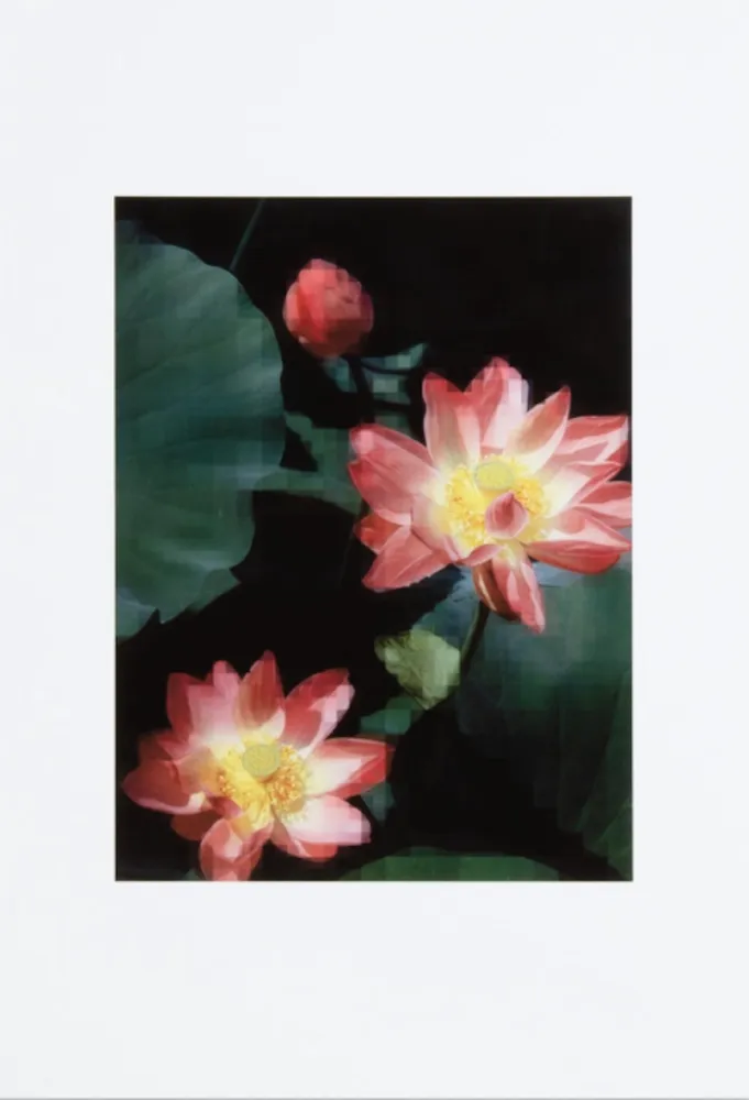 Non Tecnico Ruff - Lotus Flower