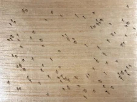 Serigrafia Ruscha - Cockroaches from the Insects Portfolio