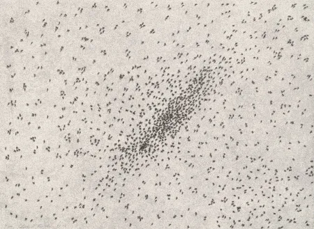 Litografia Ruscha - Insect Slants (Ants)