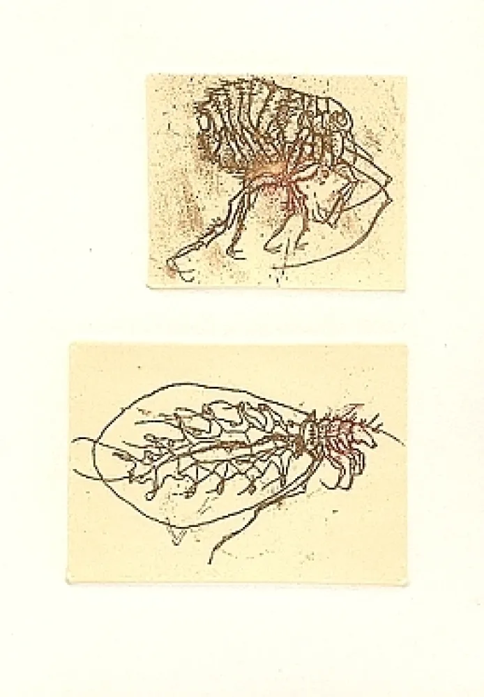 Libro Illustrato Saroni - Insettario