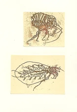 Libro Illustrato Saroni - Insettario