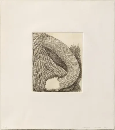 Incisione Siena - Membre