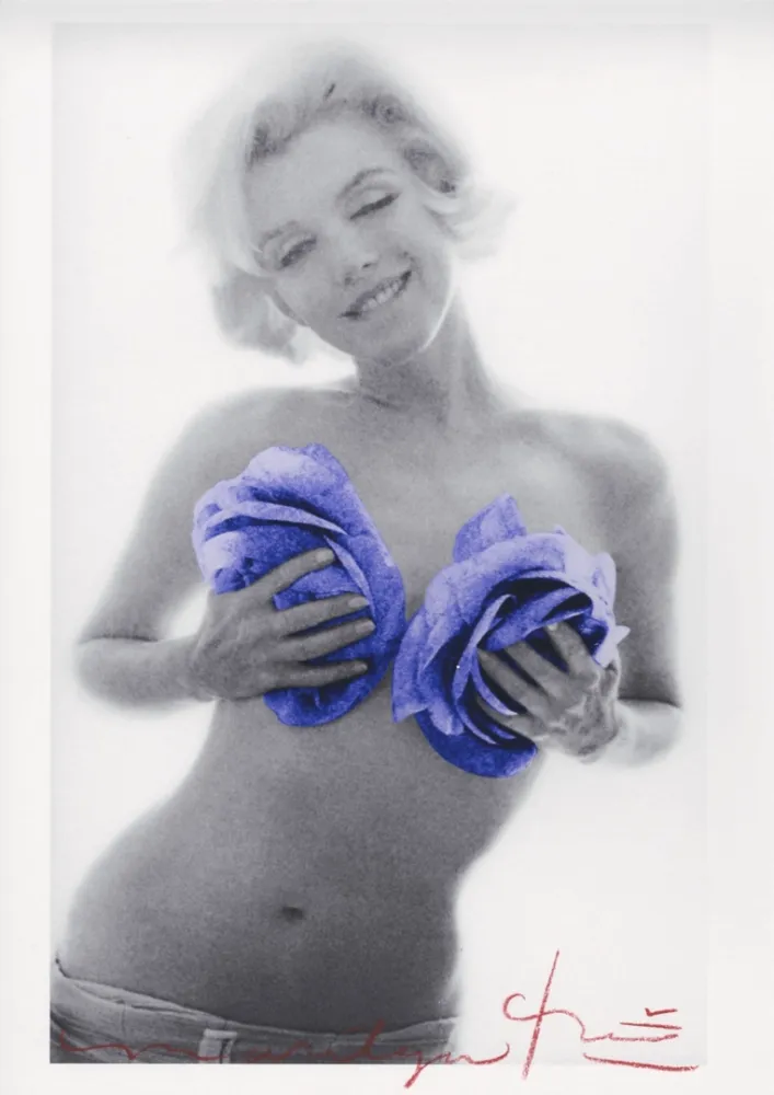 Multiplo Stern - Marilyn Monroe purple wink roses