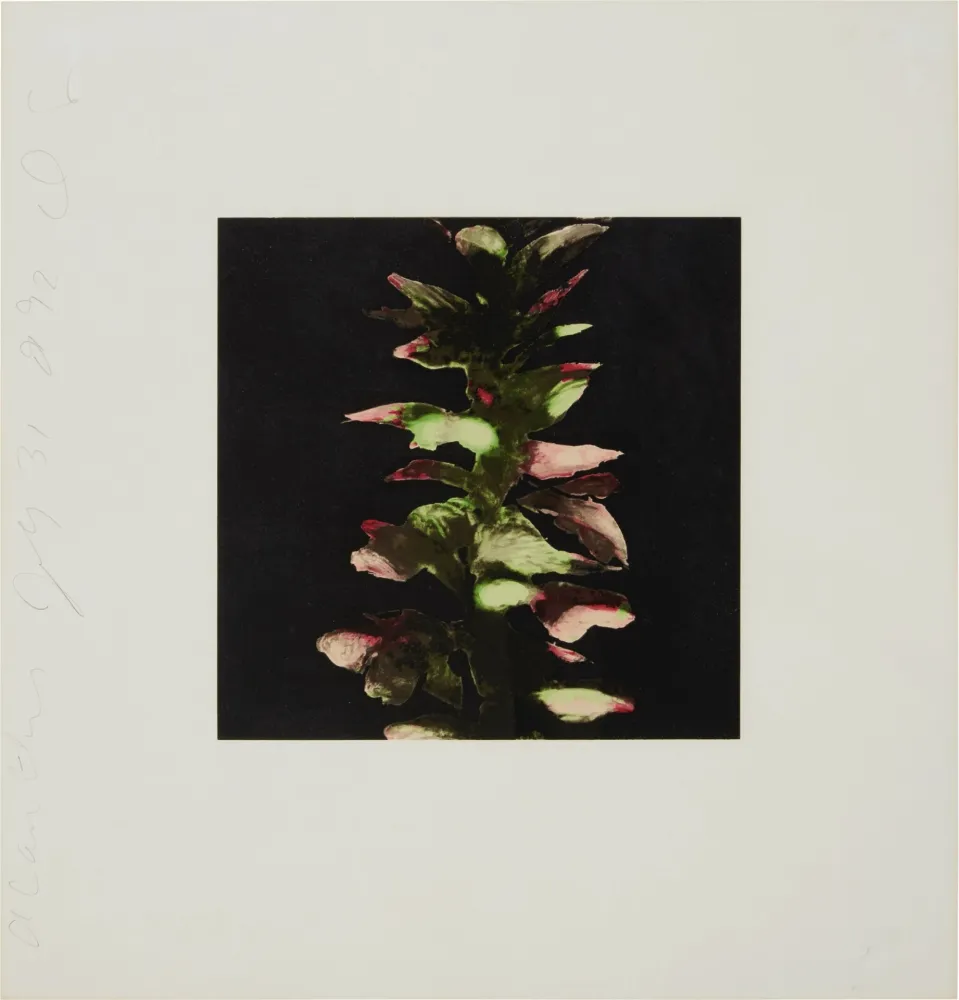 Serigrafia Sultan - Acanthus from Fruits and Flowers