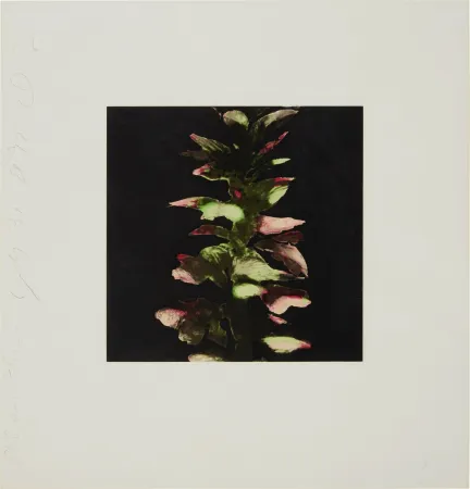 Serigrafia Sultan - Acanthus from Fruits and Flowers