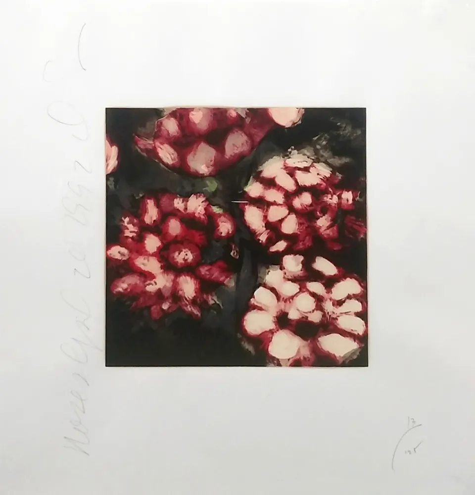 Serigrafia Sultan - ROSES