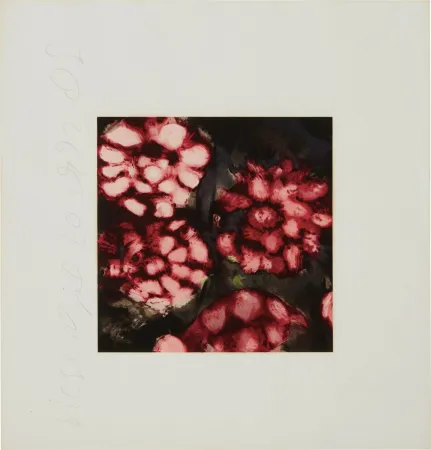 Serigrafia Sultan - Roses from Fruits and Flowers