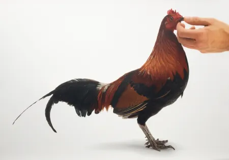 Multiplo Vanmechelen - Feeding Chicken